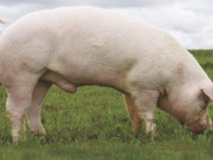 Chester White Pig Breed